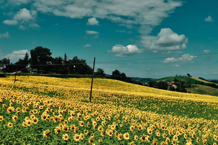 From Milan: Private Tour to Certosa & Oltrepò with Tasting