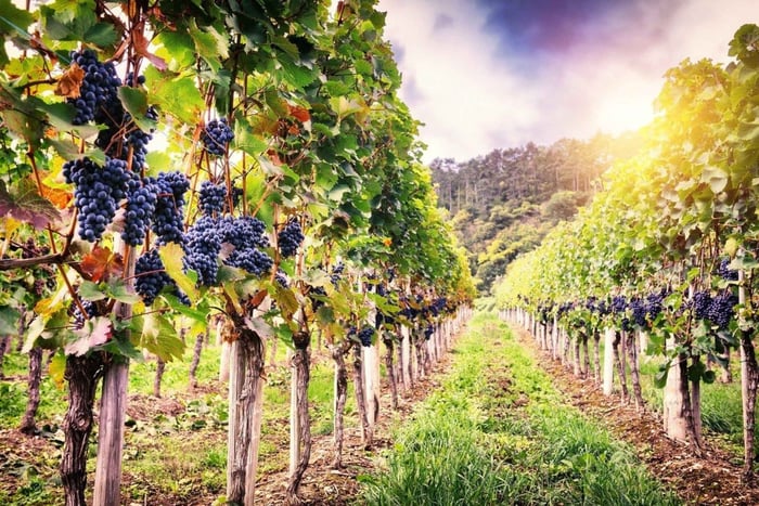 Wine Experience in Franciacorta, Italy's Champagne Region