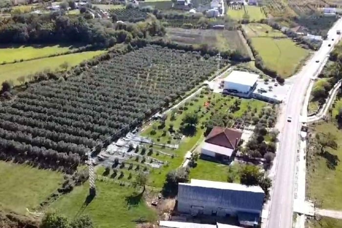 “From Tree to Table – Authentic Olive Oil Experience in Ulcinj”