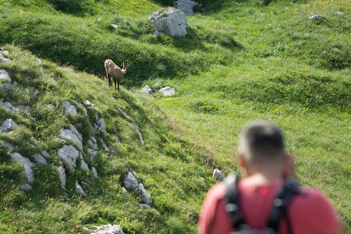 From Zabljak: Durmitor National Park Chamois Watching Tour