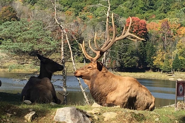Montreal: Privédagtour naar Parc Omega & Montebello Lodge