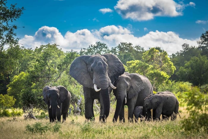3 días: Safari en el Parque Nacional Kruger, Mpumalanga y tour por la ciudad de Maputo