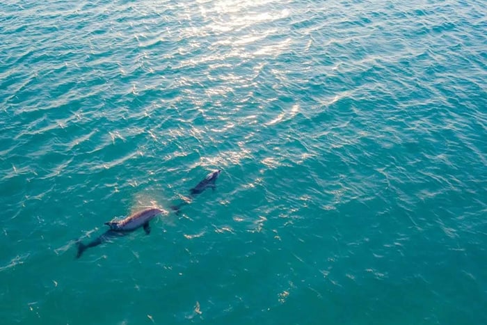 Barra: 3-hour Estuary Boat Cruise with Wildlife Spotting