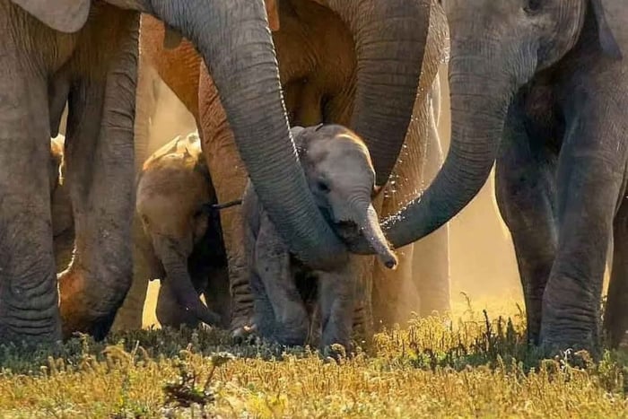 Fra Maputo: 2 dager og 1 natt med safari i Maputo N. Park og strand