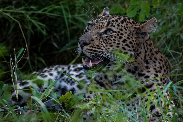 Desde Maputo: safari en Kruger y escapada a una isla - Tour de 4 días