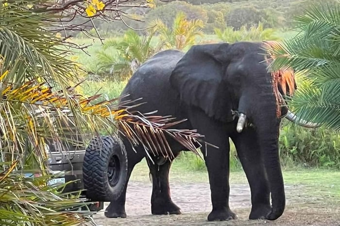 From Maputo: Maputo National Park Guided 4x4 Safari