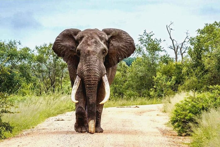 Au départ de Maputo : Safari dans la Réserve Spéciale avec visite de Ponto do Ouro