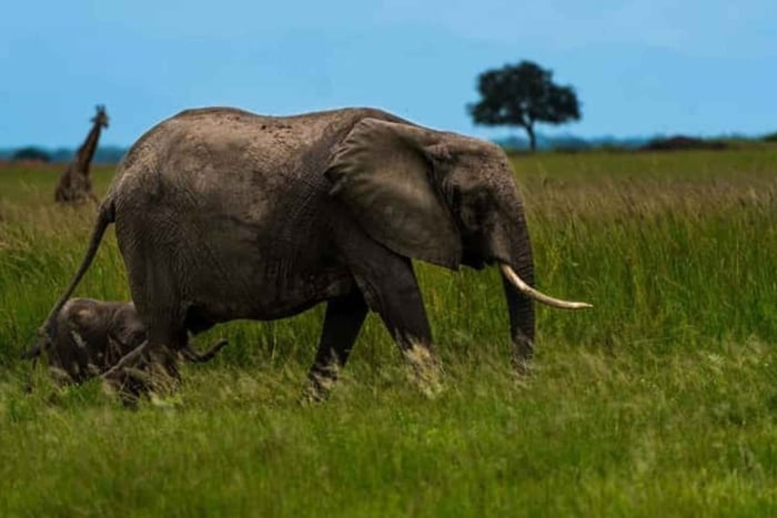 Safari w Parku Narodowym Gorongosa – przygoda z dziką przyrodą