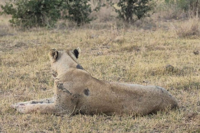 Kruger National Park Day Trip from Maputo – Big 5 Safari