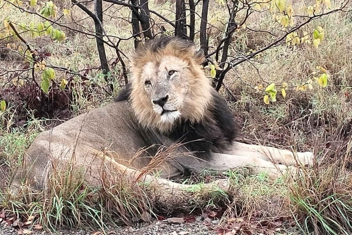 Kruger Park Safari from Maputo