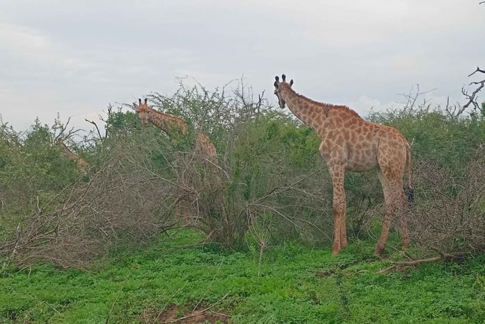 Maputo: 2-Day Swaziland Safari and Cultural Tour