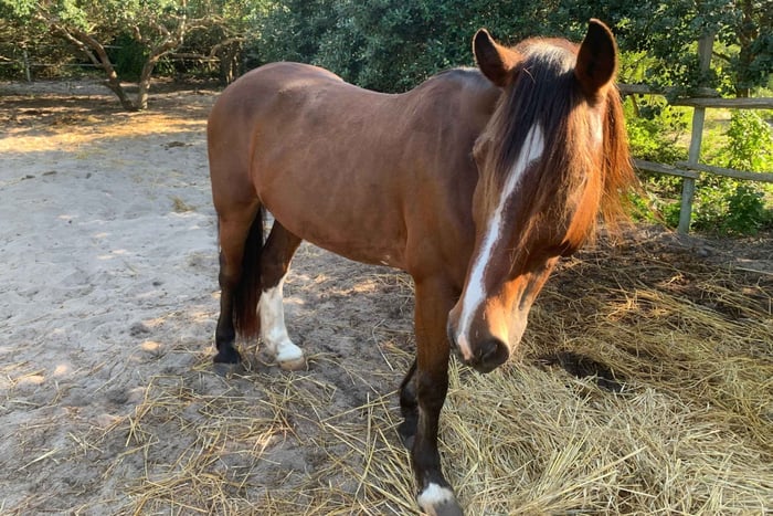 Maputo: Macaneta Beach Horse Riding Tour