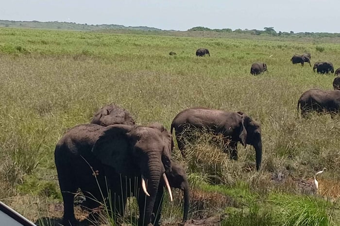 Maputo: Maputo National Park Safari and Beach Tour