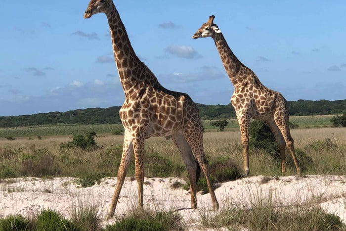 Safári no Parque Nacional de Maputo