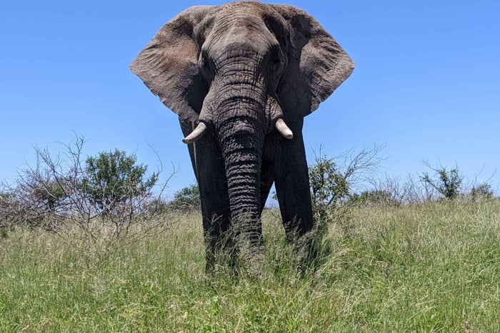 Safari Kruger National fra Maputo (økonomisk)