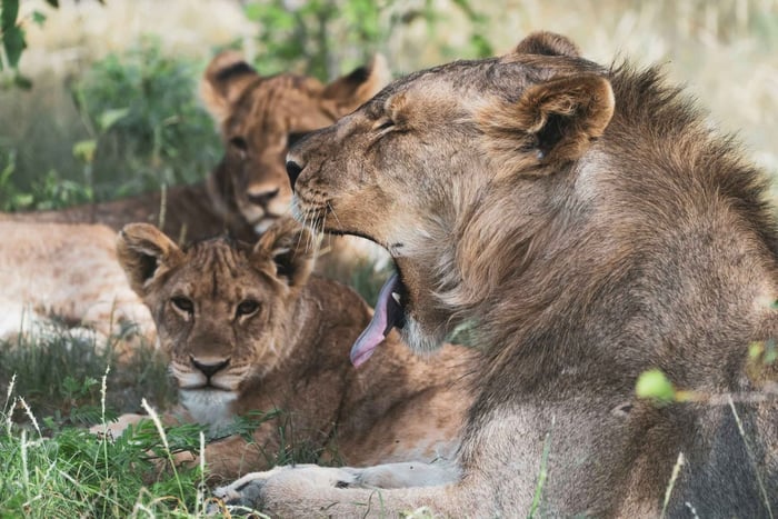 3-Day Etosha National Park Safari with Lodging or Camping