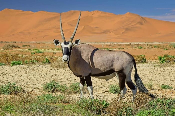 9-Day Namibia Safari & Desert Adventure Tour