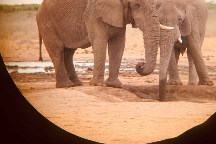 Etosha Uncovered: 3 Days of Wildlife & Adventure