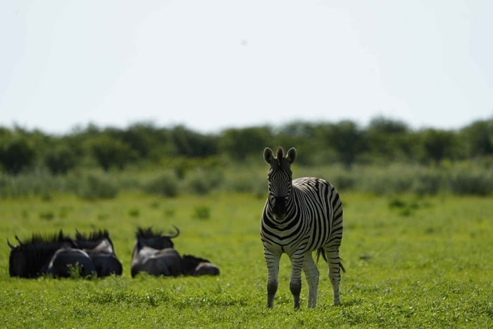 Etosha Untold Safari