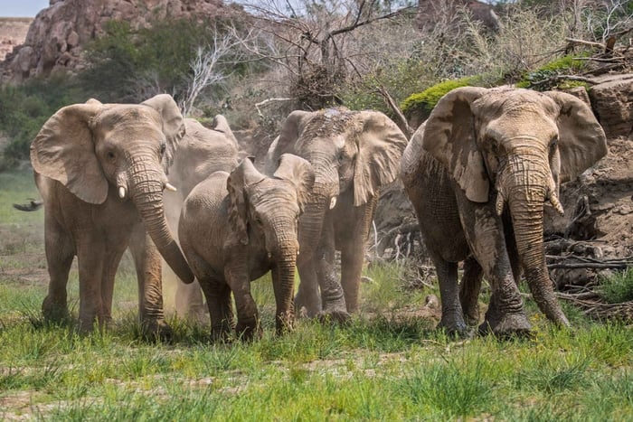 Kunene Elephant Walk: 3 day Hiking and Safari Tour