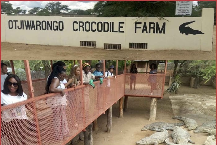 Otjiwarongo: Guided Crocodile Farm Tour and Transport