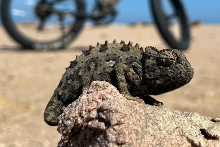 Swakopmund: 'UP CLOSE' Living Desert E-FatBike Tour
