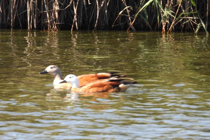 Walvis Bay: Birdwatching Tour with Pelican Point Colony