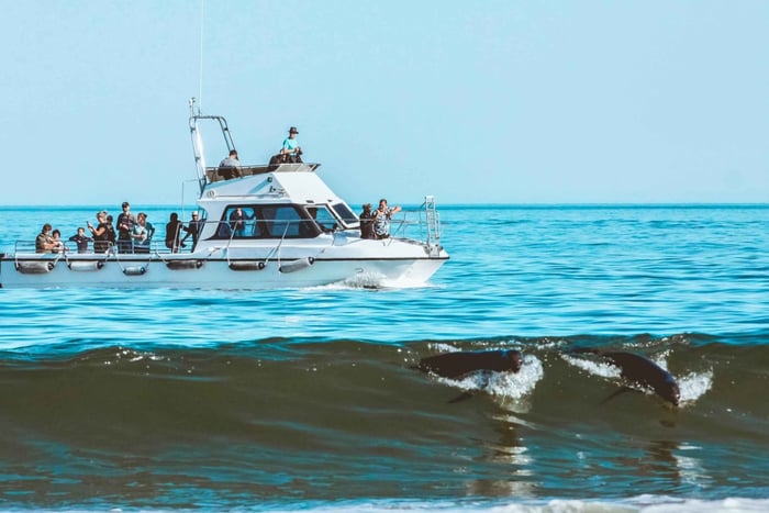 Walvis Bay: Delfincruise, rosa innsjøer og 4x4-dynekjøring