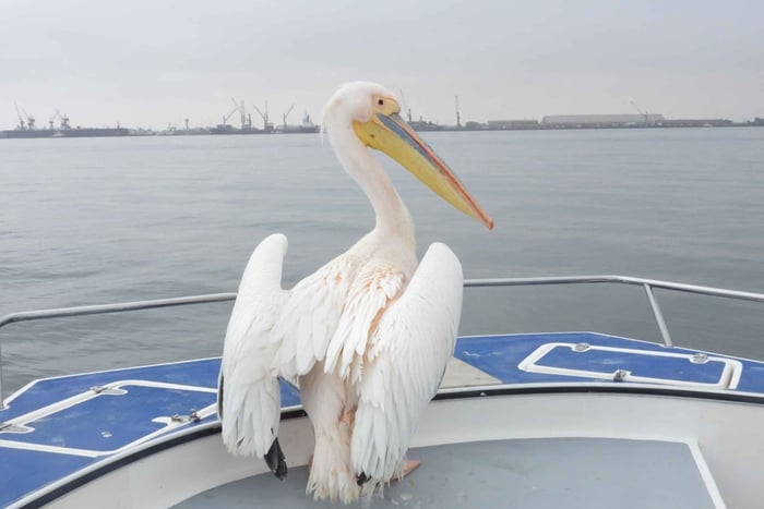 Walvis Bay Dolphin & Seal Catamaran Cruise