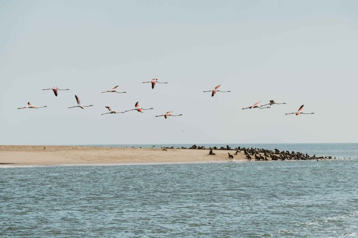 Walvis Bay: Delfincruise på den namibiske kysten med lett lunsj
