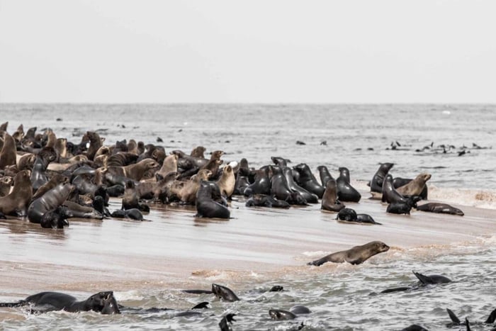 Walvis Bay: Naturskön katamarankryssning med förfriskningar