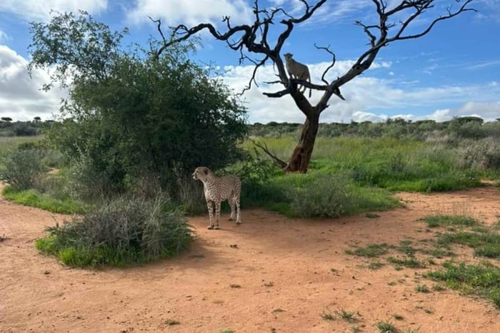 Windhoek : Gepardenspaziergang Erlebnis