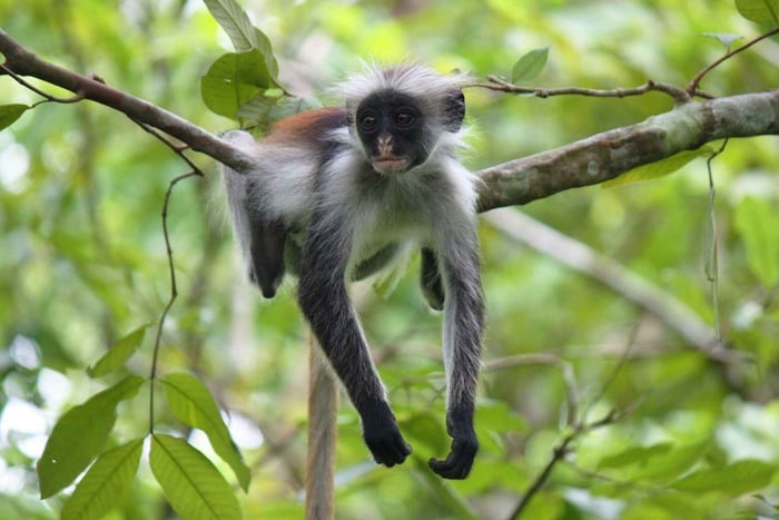 Zanzibar: Private Jozani Forest tour.