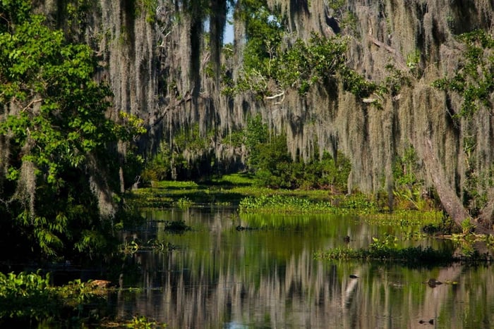 New Orleans: High Speed 16 Passenger Airboat Ride
