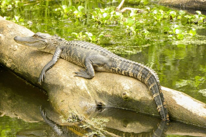 Crociera nel Bayou Manchac a New Orleans con servizio navetta opzionale
