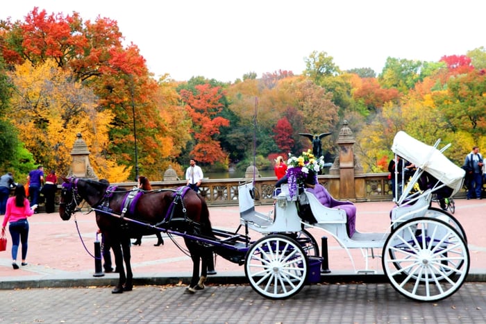 NYC: Åktur med hästdragen vagn i Central Park (upp till 4 vuxna)