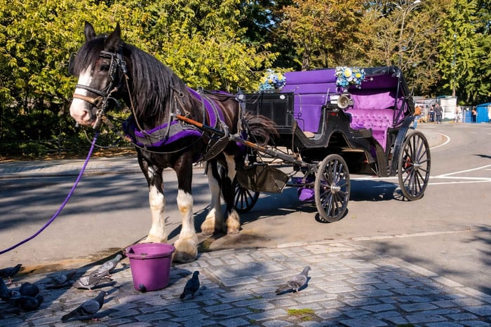 Privat guidet hestevognstur i Central Park