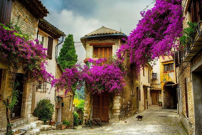 Fra Nice: Heldagstur til Provence og middelalderlandsbyene i Provence