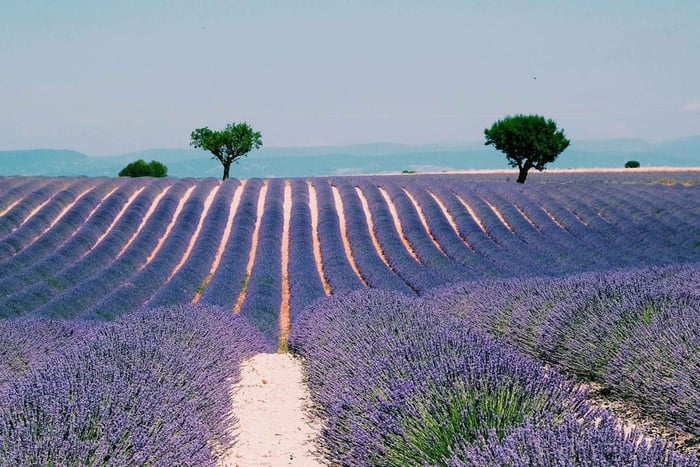 Privat dagstur til Provence og lavendelfeltene