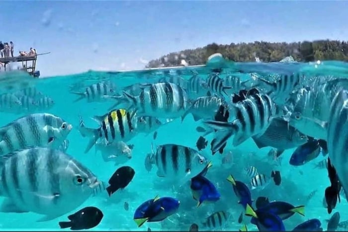 Zanzibar: Snorkelen op Mnemba Island en dolfijnentour