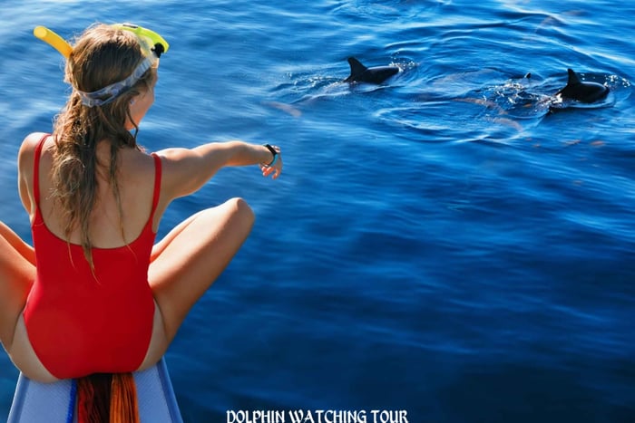 Observation des dauphins et plongée en apnée avec transferts à l'hôtel