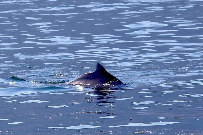 Från Khasab: Dhow-kryssning och lunchbuffé i Musandams fjordar