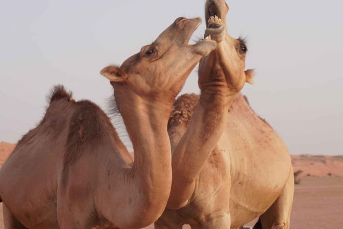 Von Muscat aus: Ganztagestour zu den Wahiba Sands und dem Wadi Bani Khalid