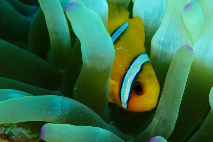 Musandam: Discover Scuba Diving Experience