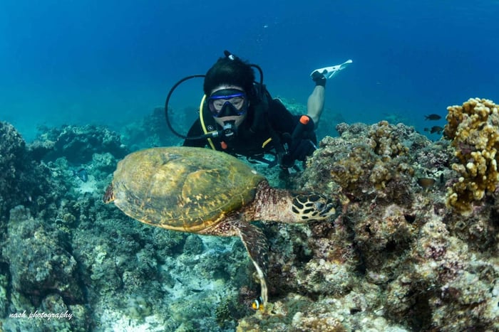 MUSCAT: Snorkeling i nurkowanie na wyspie Daymaniyat + lunch BBQ