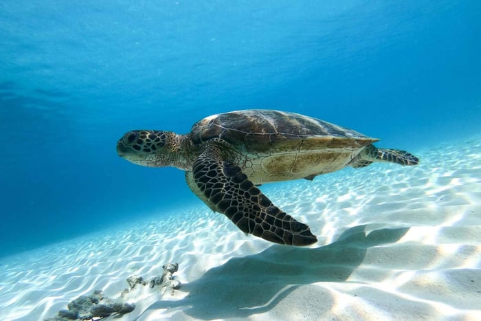 Mascate : Aventure de plongée en apnée dans les îles Daymaniyat