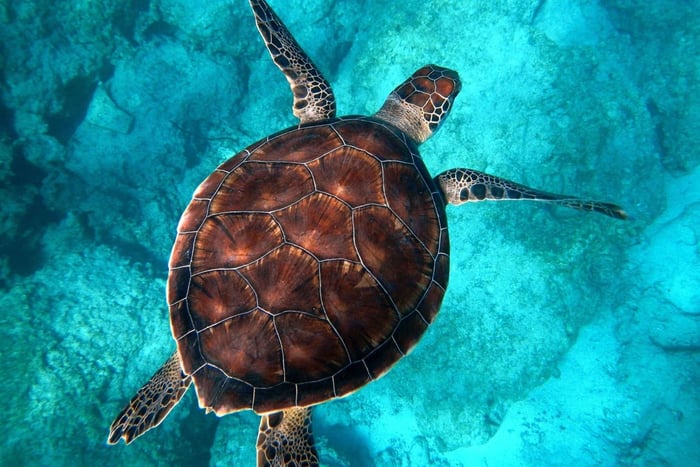 Muscat: snorkelen op de Daymaniyat-eilanden met lunch en snacks