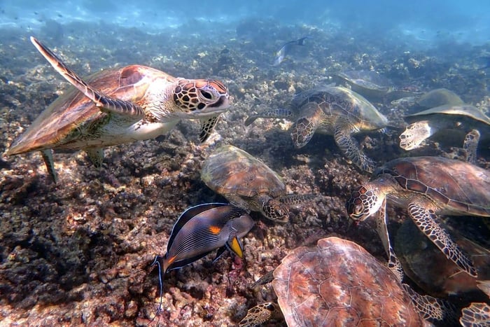 Muscat: Snorkling med skilpadder på Dimaniyat-øyene