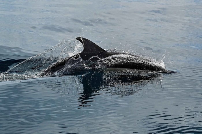 Mascate: avistamiento de delfines y tour en barco por la costa histórica