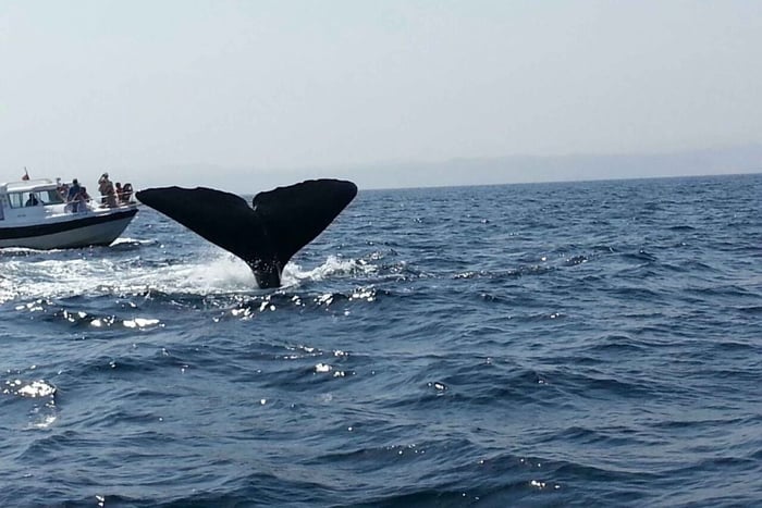 Muscat Dolphin Watching with Village Cruising Tour